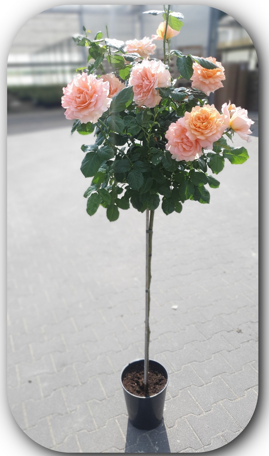 Warm wishes róże pienne